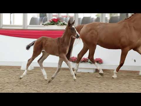 55 Zatisfaction SF v. Zoom - Fiorano