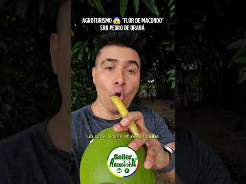 AgroTurismo 😱 "Flor de Macondo" en San Pedro de Urabá El Profesor Ascario Nel Plaza Montes 