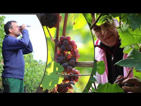 WG Königschaffhausen-Kiechlinsbergen eG, Kaiserstuhl