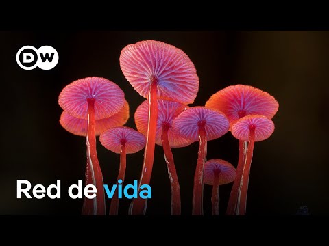 Historias Innecesarias: Hongos - Creadores de vida