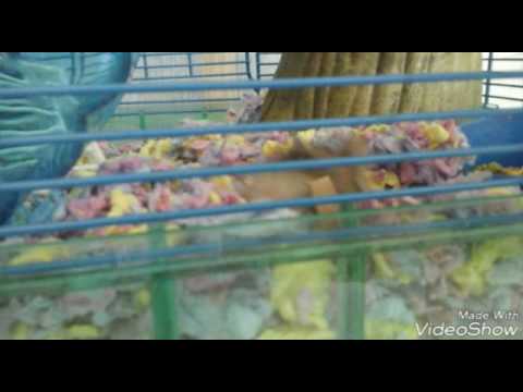 Hamizilla is curious.