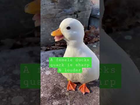 , title : 'Male & Female Duck Sound! 🦆 #shorts #quack #duck #petduck'