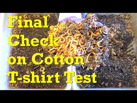 Final check on remains of cotton fabric composting test in ENC bins - vermicompost