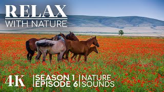 Breathtaking Scenery of the World's Best Locations with Authentic Sounds - 4K Relax With Nature - #6