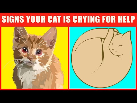 19 Warning Signs That Your Cat Is Begging For Help - YouTube