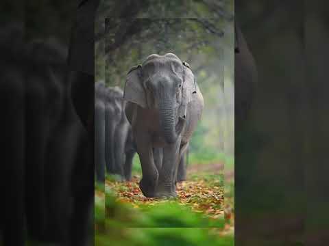 Top 10 elephant hashtags · #elephant - 45% · #elephants - 10% · #wildlife