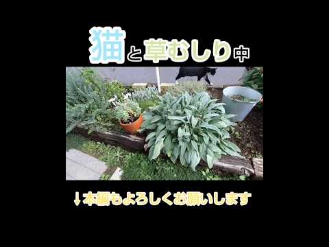 メンテナンス不要の花壇 - 最小限の労力で最大の効果を発揮  庭園
