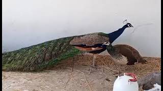 Quem ama Sarita, dê a ele um pavão 🌹من يحب سارة اهديه الطاووس