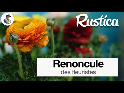 , title : 'La renoncule des fleuristes'