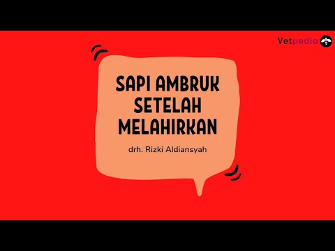 , title : 'SAPI AMBRUK SETELAH MELAHIRKAN | simak penjelasannya di video berikut.'