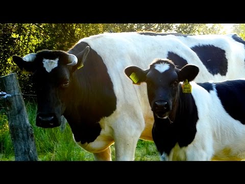 , title : 'Schwarzbunte Niederungsrinder kurz vorgestellt - Zweinutzungsrinder - holstein friesian cattle'
