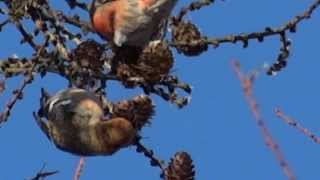 preview picture of video 'Krzyżodziób modrzewiowy / Loxia leucoptera / Two Barred Crossbills'