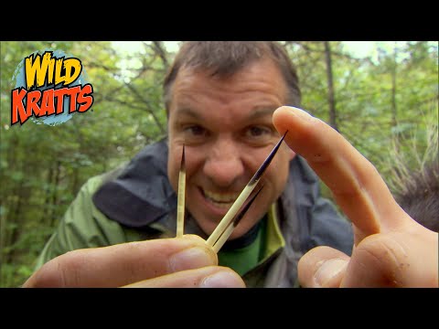 Quills! A Porcupine's Greatest Defense | Wild Kratts "Quillber's Birthday Present"