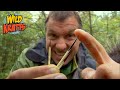 Quills A Porcupine S Greatest Defense Wild Kratts Quillber S Birthday Present