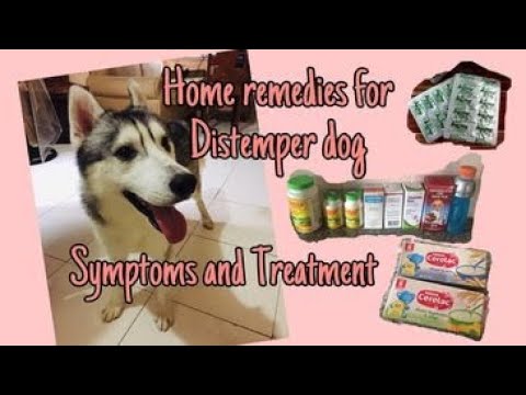 Home Remedies for Distemper Dog |Symptoms and Treatment