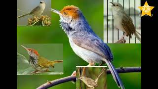 Download lagu Suara ribut burung prenjak gunung/cigun, prenjak sawah/klik  bisa untuk masteran dan pikat alam liar mp3