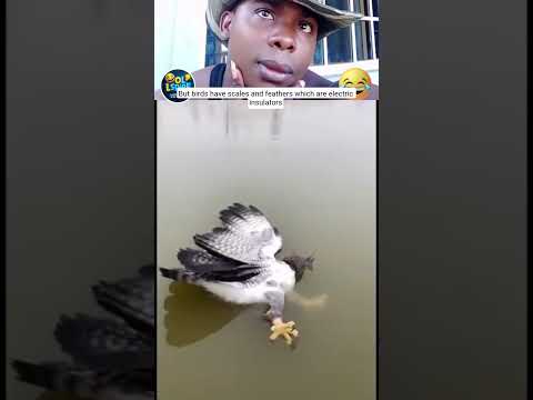 So hilarious 😂 #short #lol #comedy #birds