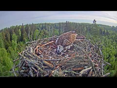Kalakotkas2 - Feeding the chicks 2021-05-25
