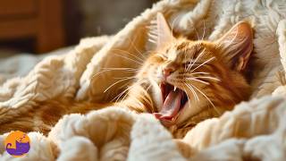 Leave This On for Your Cat While You're Away 🏡
