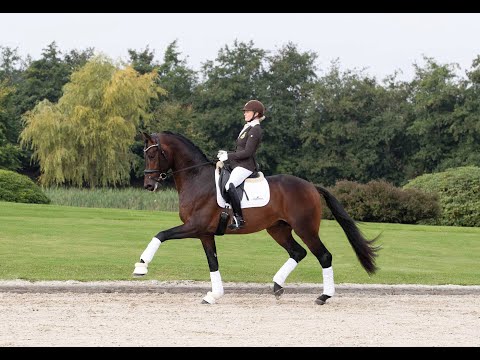 Dynamic Dream - Stallion Collection Schockemoehle & Helgstrand 2021 ENG