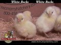 Video: White Rocks