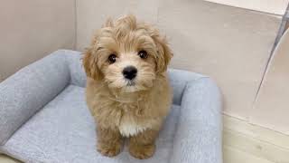 ハーフ犬の動画01