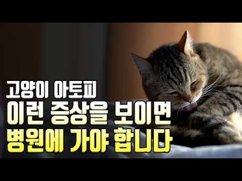 고양이 여기저기 자꾸 긁는다면? 고양이 아토피 피부질환에 대해서