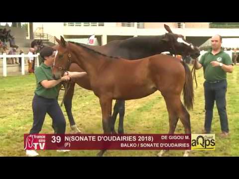 Show AQPS Ouest 2018 : Lot 39 - N(SONATE D'OUDAIRIES 2018)