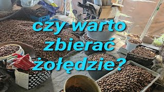 zbiór żołędzi czy to się opłaca?