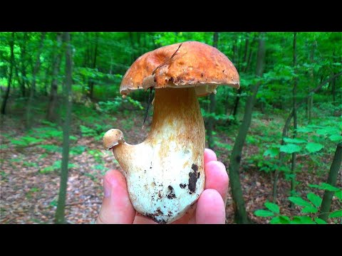 VRGANJ - JEDNOROG  :))