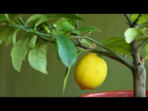 How to Plant a Lemon Tree in a Pot - Bricomanía - @Jardinatis