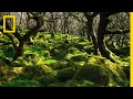 Thousands of Years Ago, This Was a Forest. See What Remains | Short Film Showcase