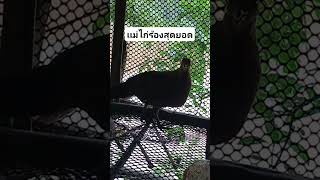 Download lagu Poj qaib seev zoo #ไก่ต่อ #birds #roosterfarm #ไก่ป่า #ayam #rooster #animals #nature #wildlife mp3 Download lagu Poj qaib seev zoo #ไก่ต่อ #birds #roosterfarm #ไก่ป่า #ayam #rooster #animals #nature #wildlife mp3