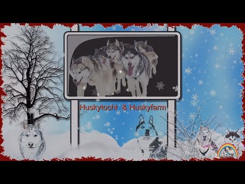 LAPLAND - Hondensledetocht  en Huskyfarm . " met De Blauwe vogel  - Nordic "