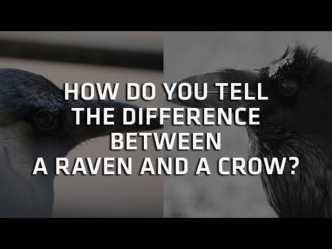 Ravens and Crows, What's the Difference? - Ask A Scientist
