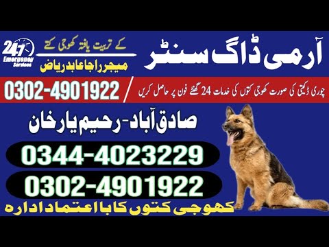 Army dog center sadiqabad! Army dog center Rahim yar Khan! Khoji dog