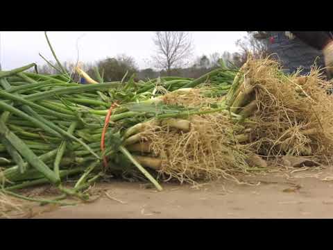 download lagu mp3 mp4 When Do Vidalia Onions Come In Season, download lagu When Do Vidalia Onions Come In Season gratis, unduh video klip When Do Vidalia Onions Come In Season