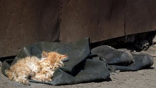 Бездомные кошки - кто их разводит. Тронуло до слез / Homeless cats
