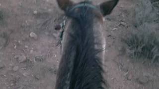 preview picture of video 'Sunset horseback riding - 2'