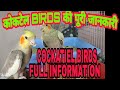 Cocktail Full Information Cocktail Parrot Information Cockatiel Birds Full Information