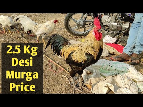 âž¤ Desi Murga Com â¤ï¸ Video.Kingxxx.Pro