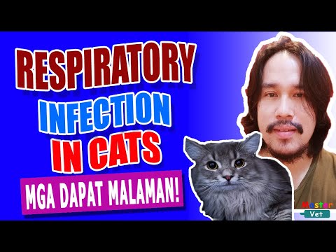 Respiratory Infection in Cats | MasterVet