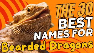 The 30 Best Names for Bearded Dragons 🦎✨