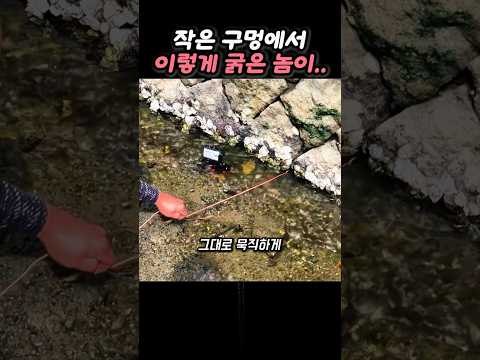 구멍치기 낚시로 잡은 팔뚝만 한 미터급 대물장어