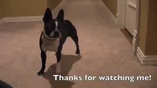 The Smartest Dog: Marli the Boston Terrier