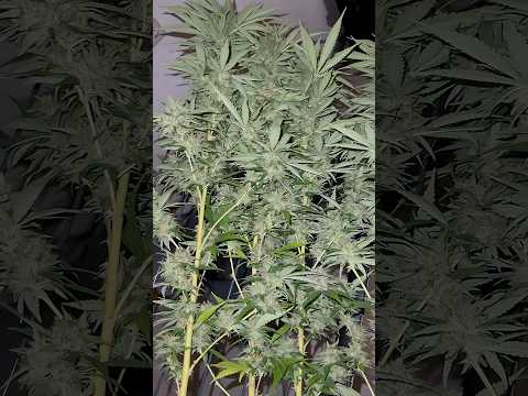 Harvest Time 🌿✂️ Mimosa X Orange Punch | Trimming Buds & Roots #cannabisdaily #outdoors #harvest
