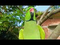 Mitthu Katore Katore Talkingparrot Parrot Mitthu