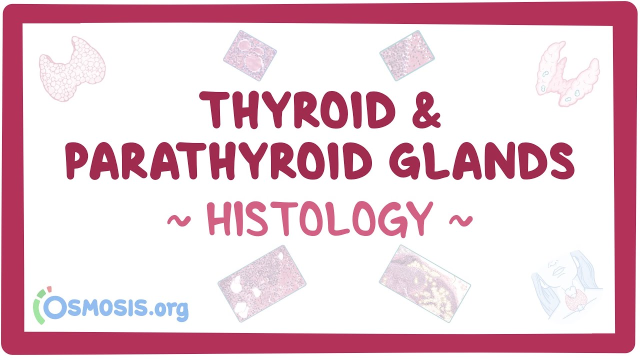Thyroid and parathyroid glands: Histology
