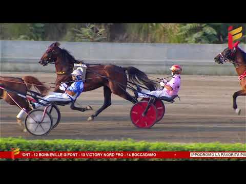 VI Corsa del 24 Giugno 2023 - G.P. Regione Sicilia - Memorial A.Cascio - 4/5 Anni ed oltre - 2000 m