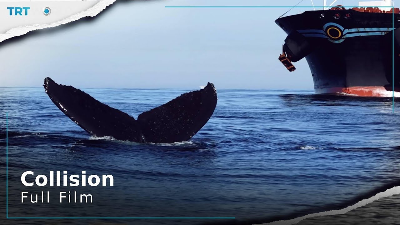 Collision | Storyteller | Full Film